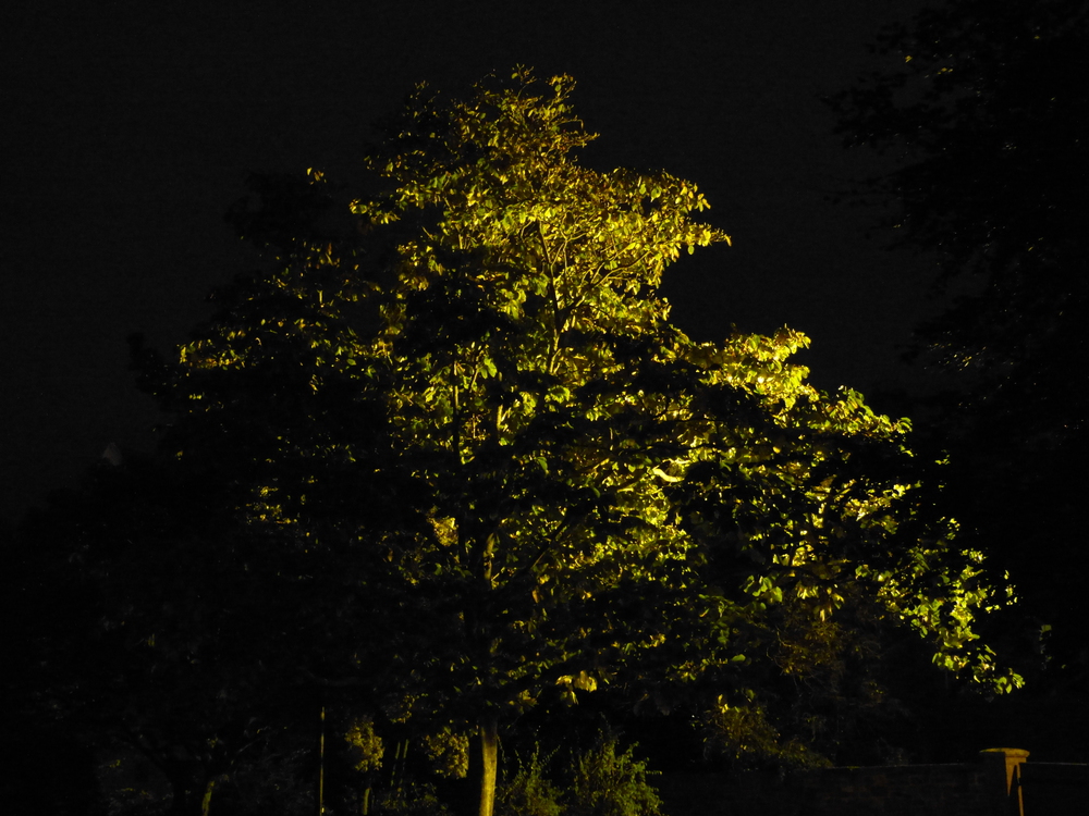 tree in lamp light