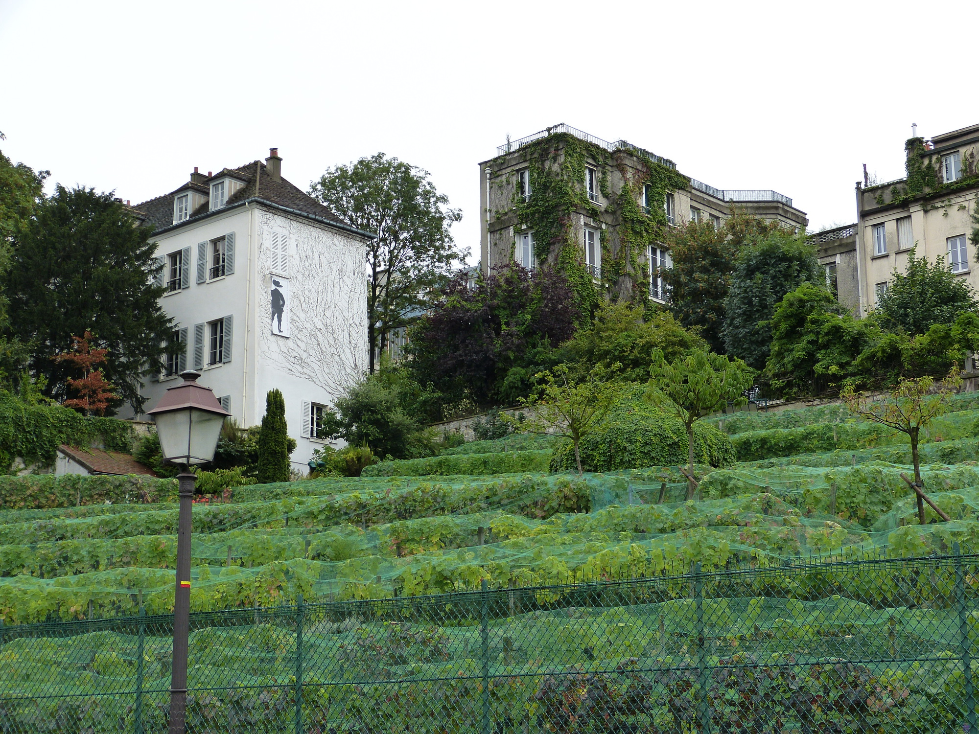 Vineyard, montmartre