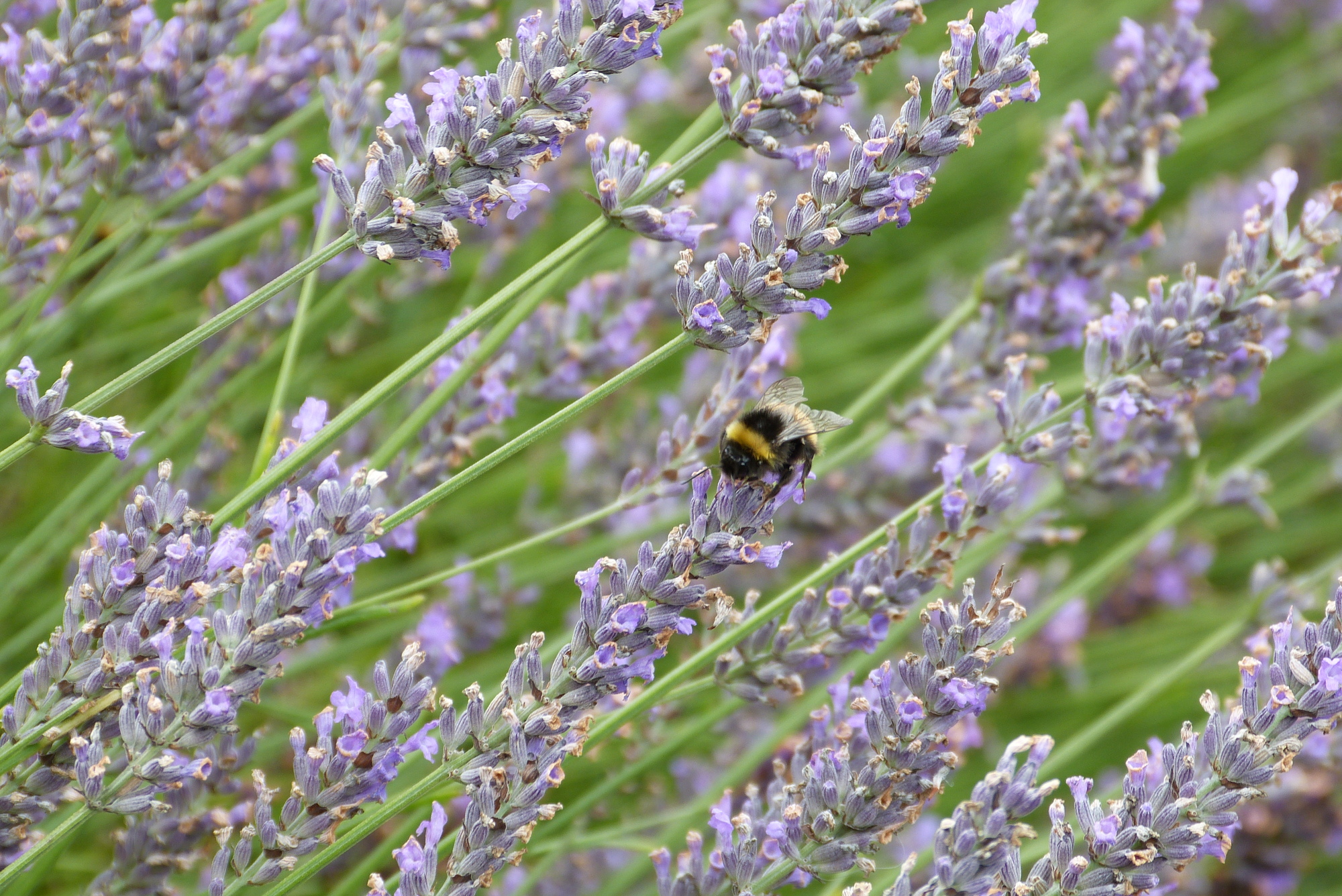 Lavender field with bee