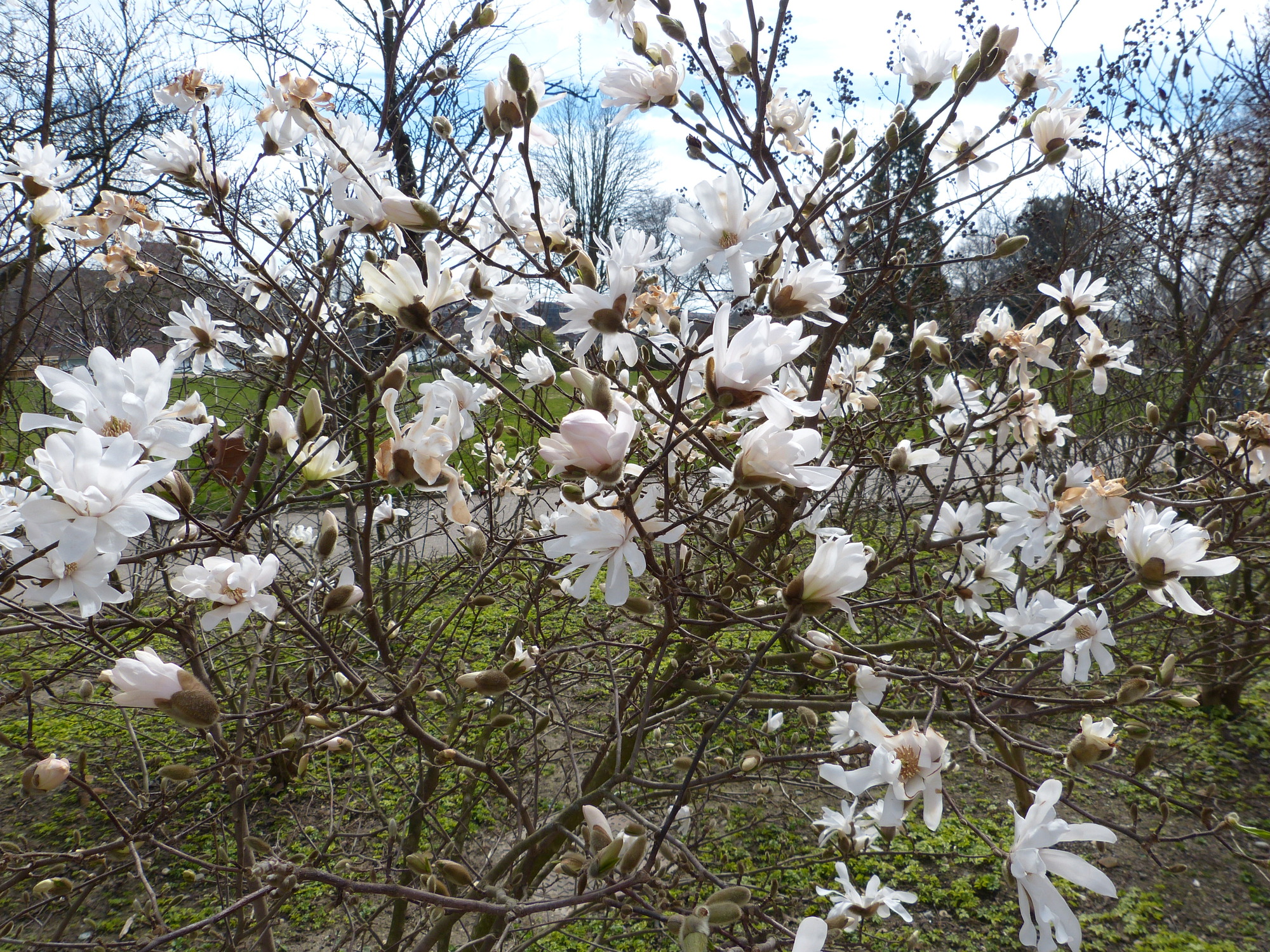 White magnolias