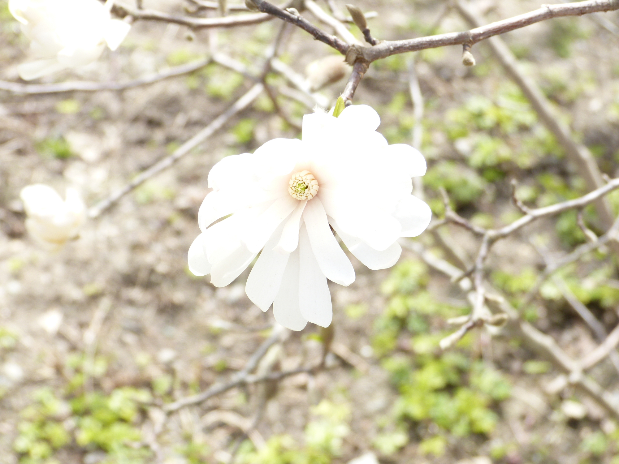 White, very white, magnolia