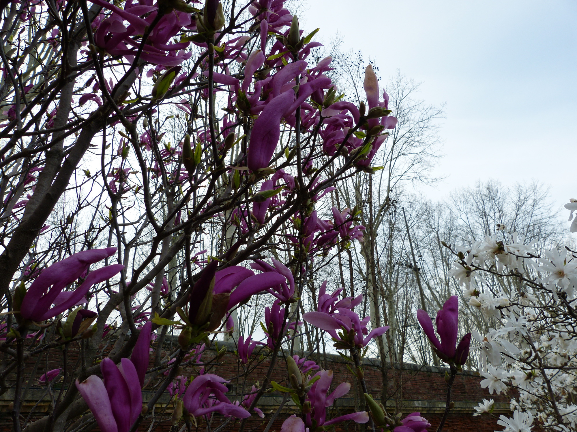 Purple magnolias