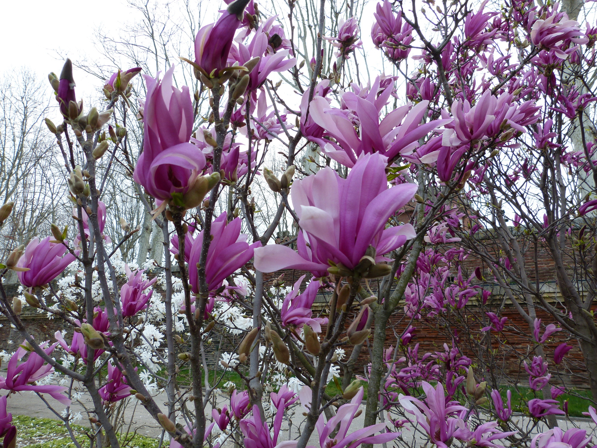 Purple magnolias 2